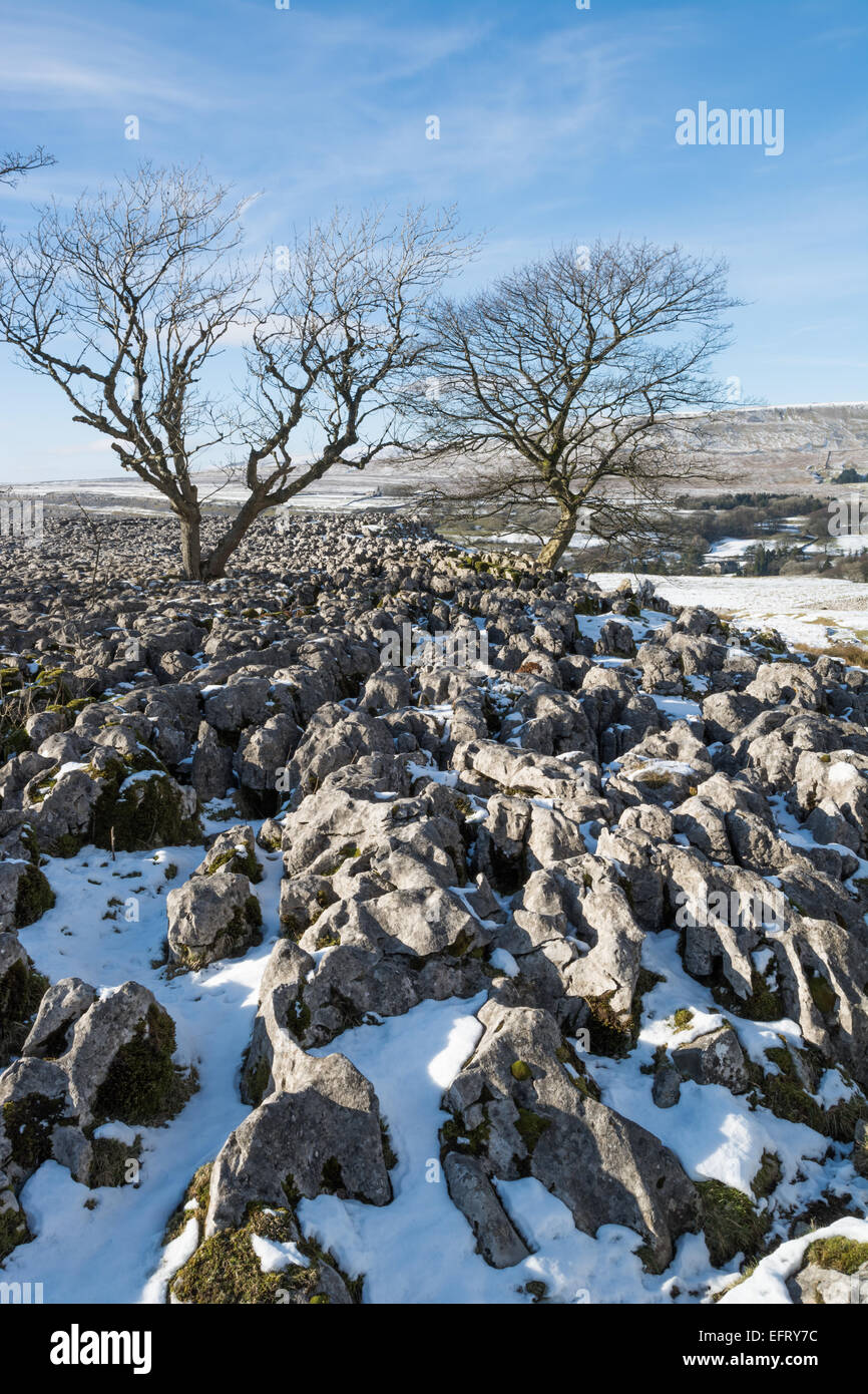 Bäume auf den Bürgersteigen von Kalkstein in Ribblesdale im winter Stockfoto