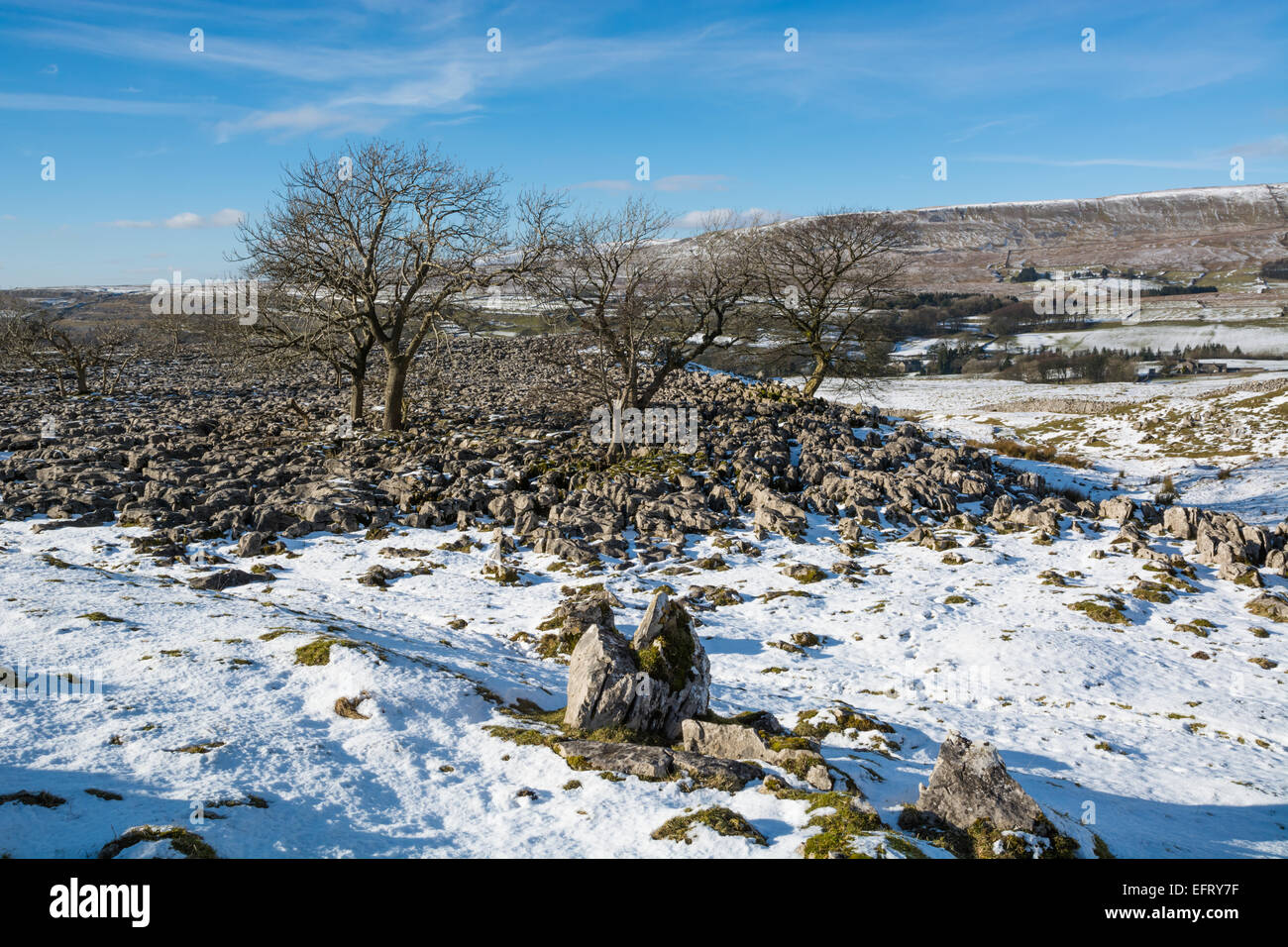 Bäume auf den Bürgersteigen von Kalkstein in Ribblesdale im winter Stockfoto