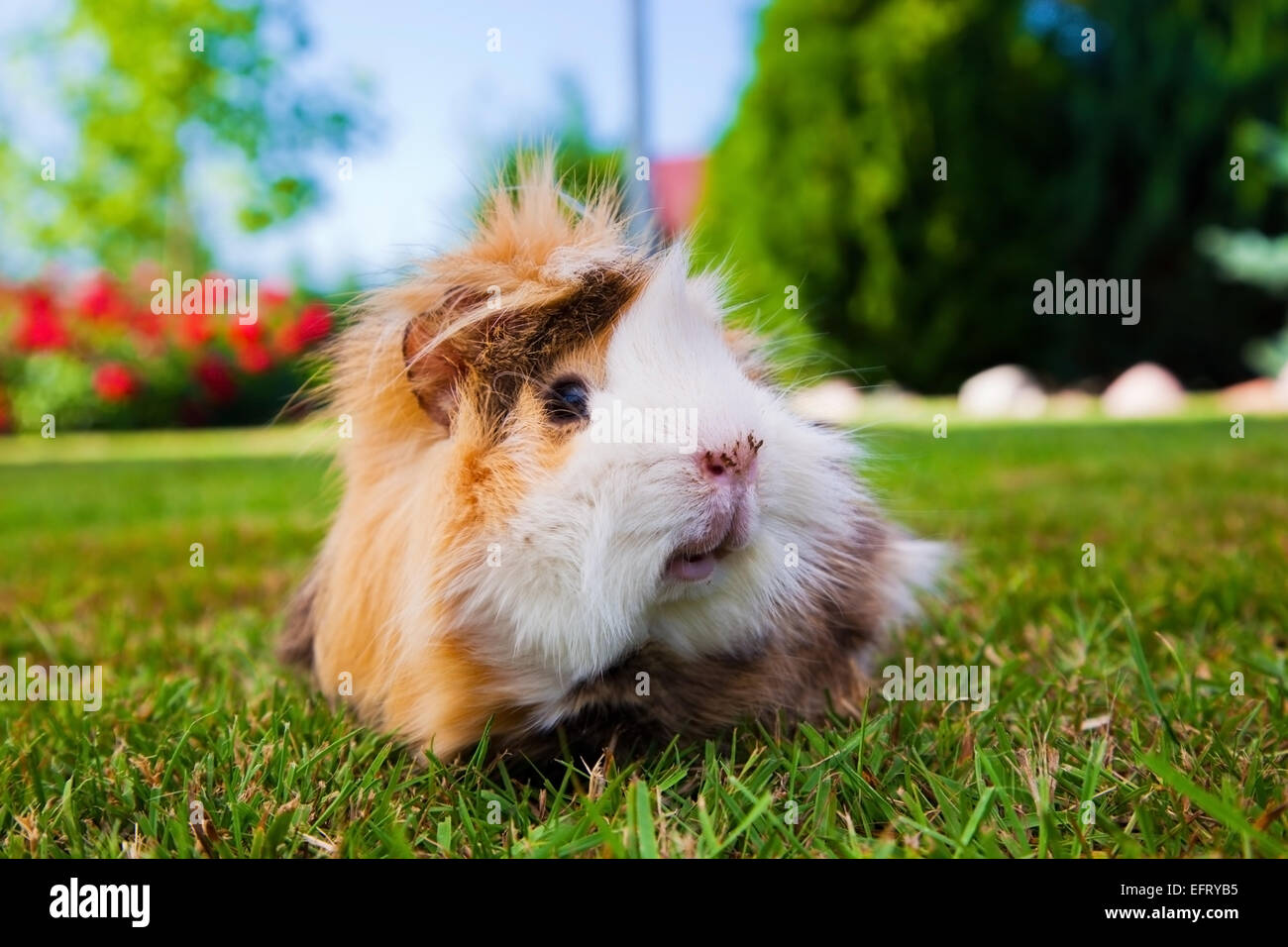 Niedliche Meerschweinchen Im Garten Sonniges Wetter Stockfoto