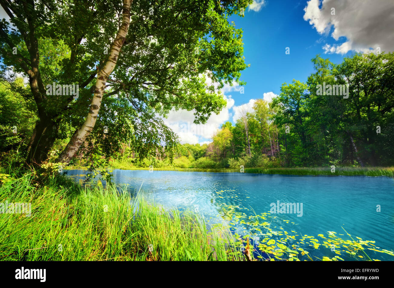 Sauberen ruhigen See im grünen Frühling Sommer Wald. Sonnigen blauen Himmel Stockfoto