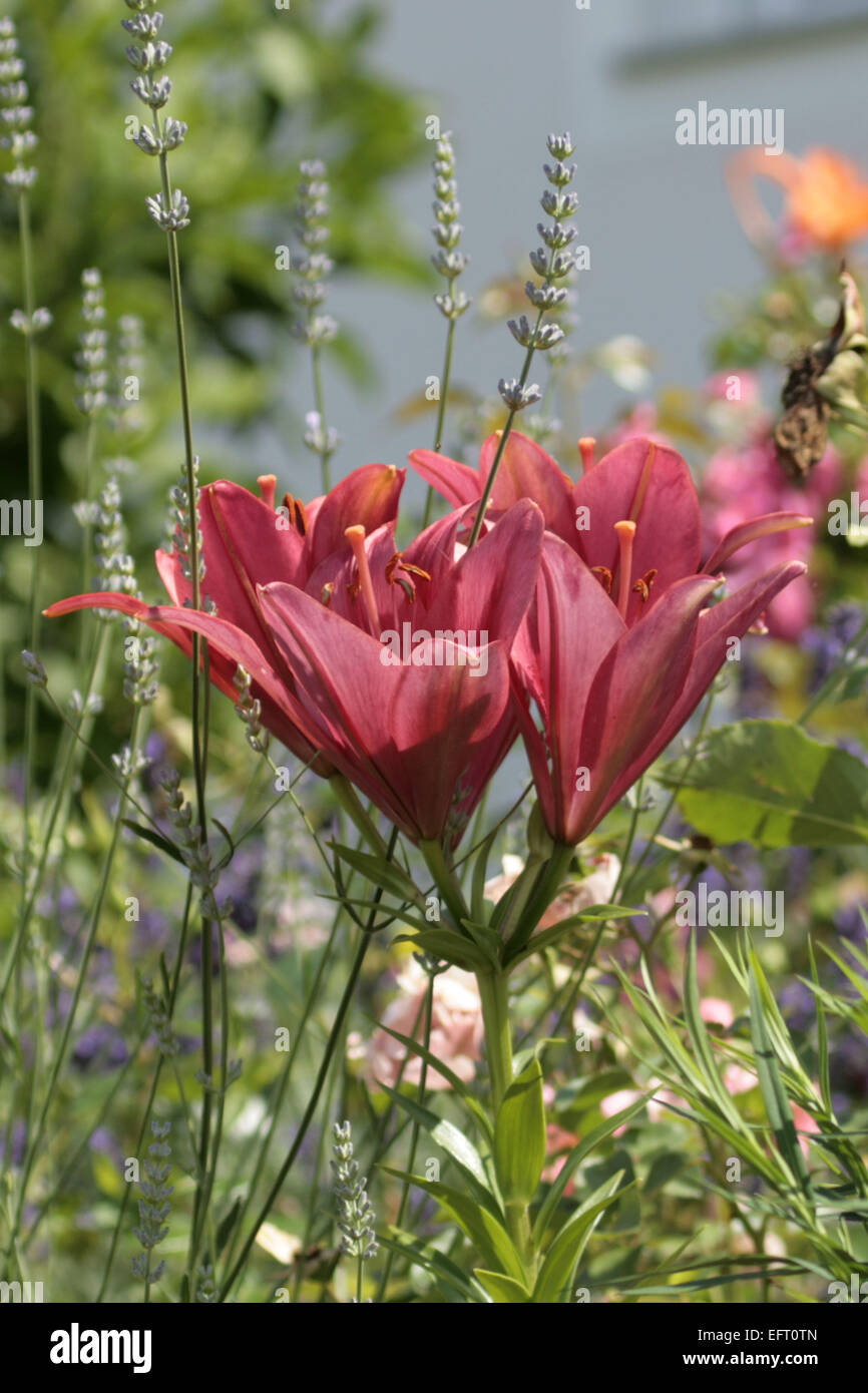 Lilie im Sommer Stockfoto