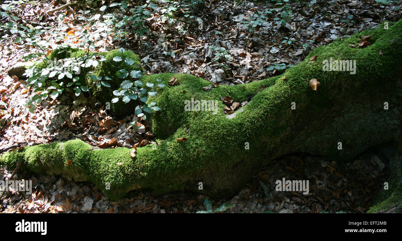 Baum Fuß - mossed Wurzeln Stockfoto