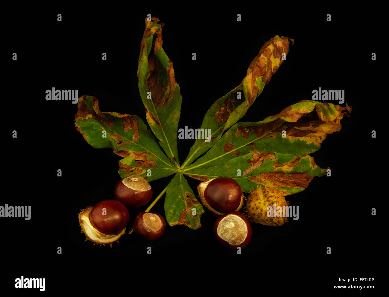 Rosskastanie Blätter und conkers Stockfoto