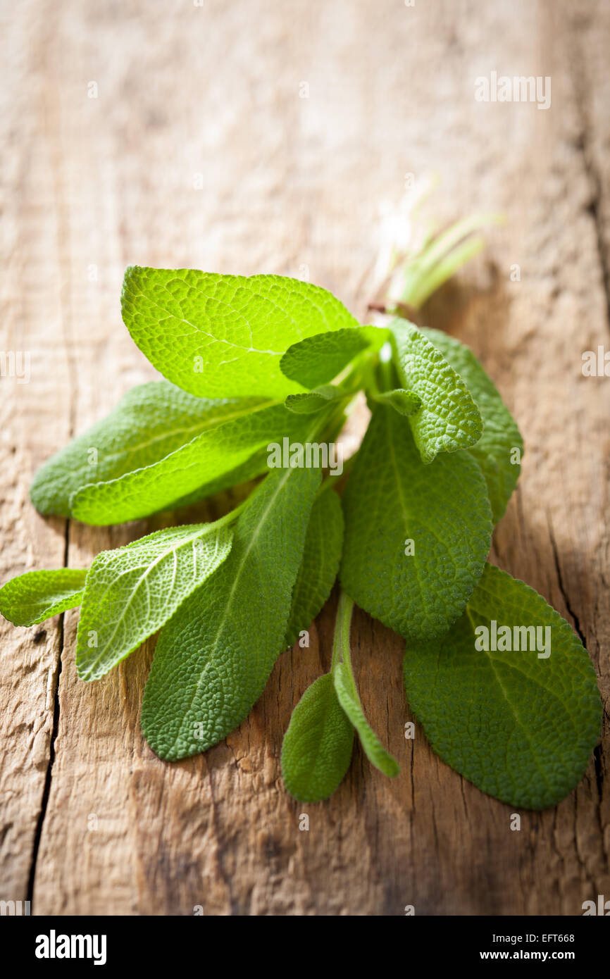 frische Kräuter Salbei Blätter auf rustikalen hölzernen Hintergrund Stockfoto