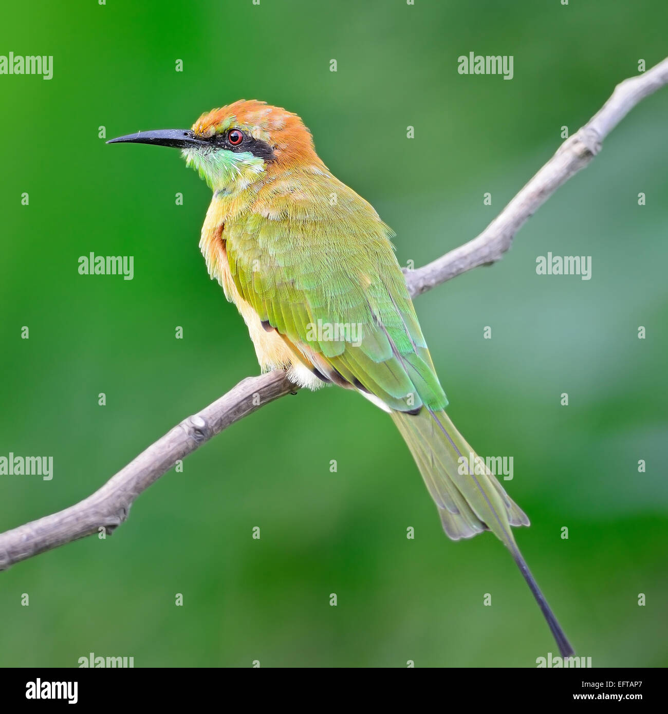 Schöne kleine grüne Bienenfresser Vogel (Merops Orientalis), ruht auf einem Hochsitz, hintere Profil Stockfoto