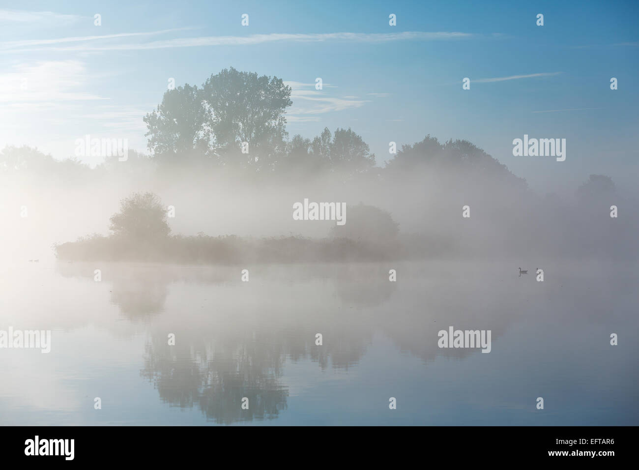 Ein ruhiger Morgen am Fluss mit Gänse schwimmen durch. Morgennebel hängt über der Landschaft mit einem klaren blauen Himmel Stockfoto