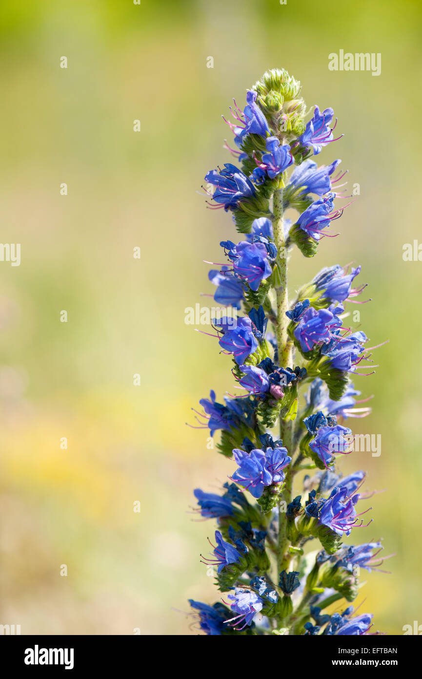 Echium Vulgare blau Unkraut blühende Pflanze Stockfotografie Alamy