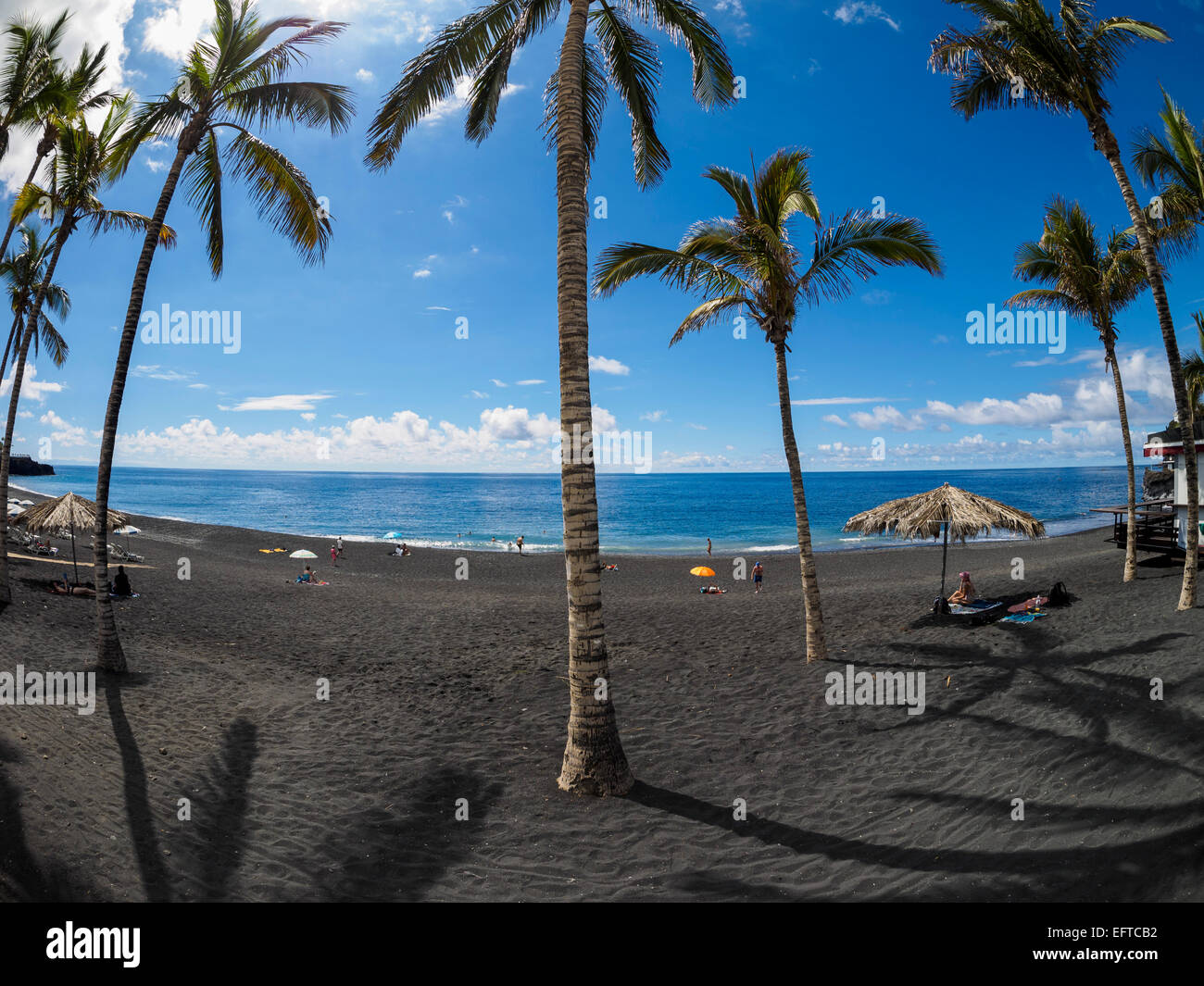 Palmen am schwarzen Strand von Puerto Naos auf der Kanarischen Insel La Palma. Stockfoto