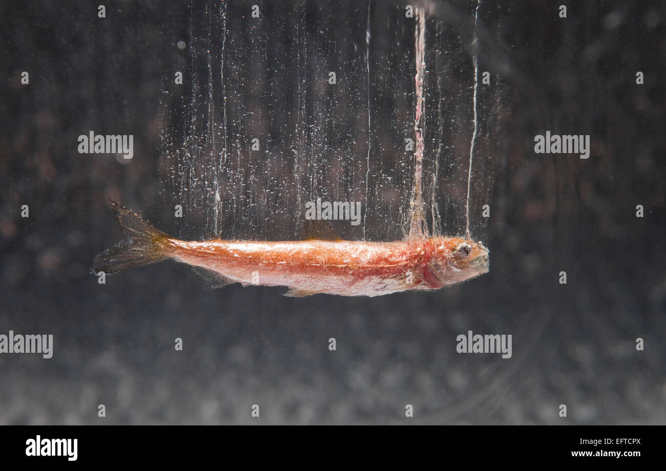 Kleine gefrorenen Fisch in Eis, Island Stockfoto