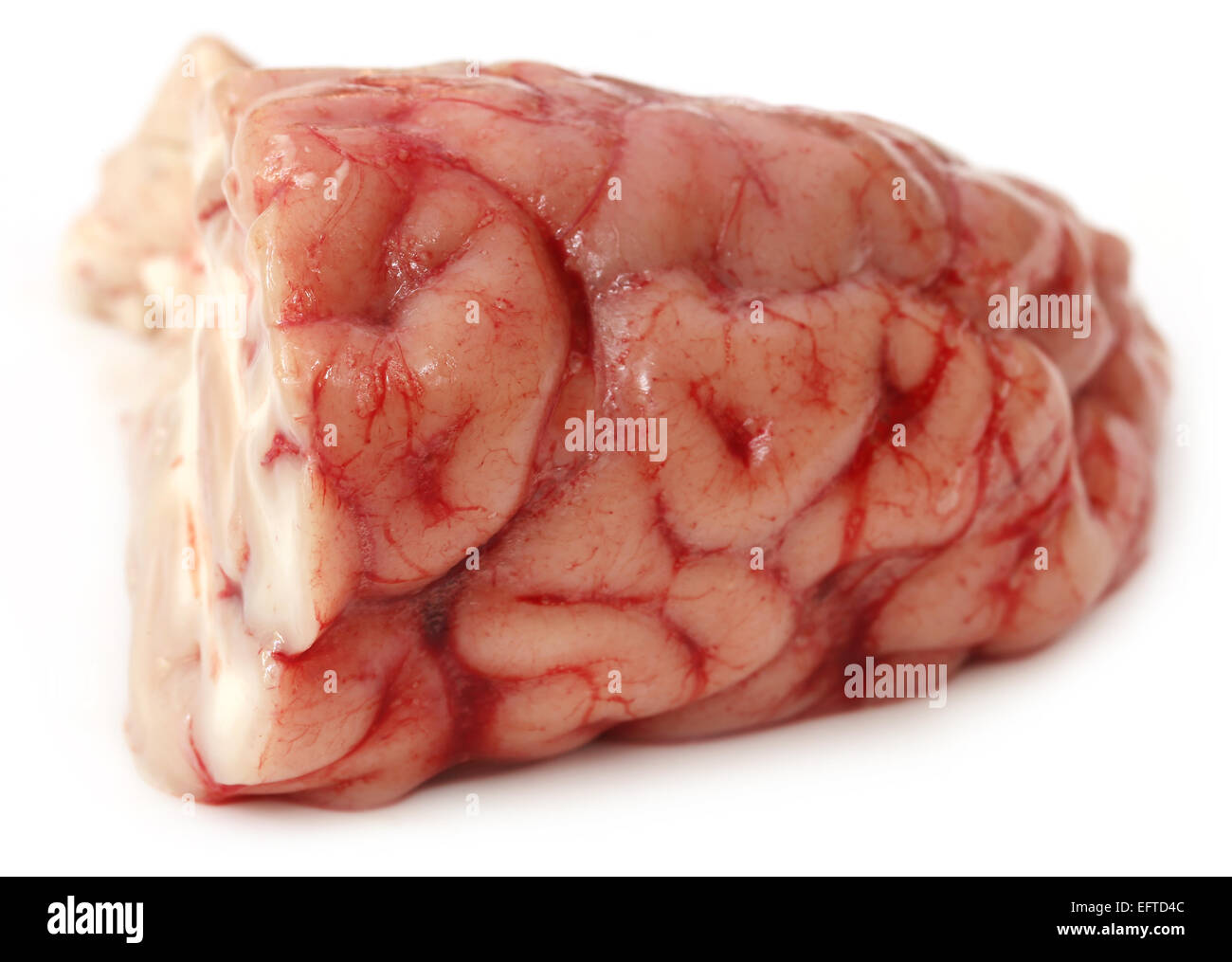 Gehirn einer Kuh auf weißem Hintergrund Stockfoto