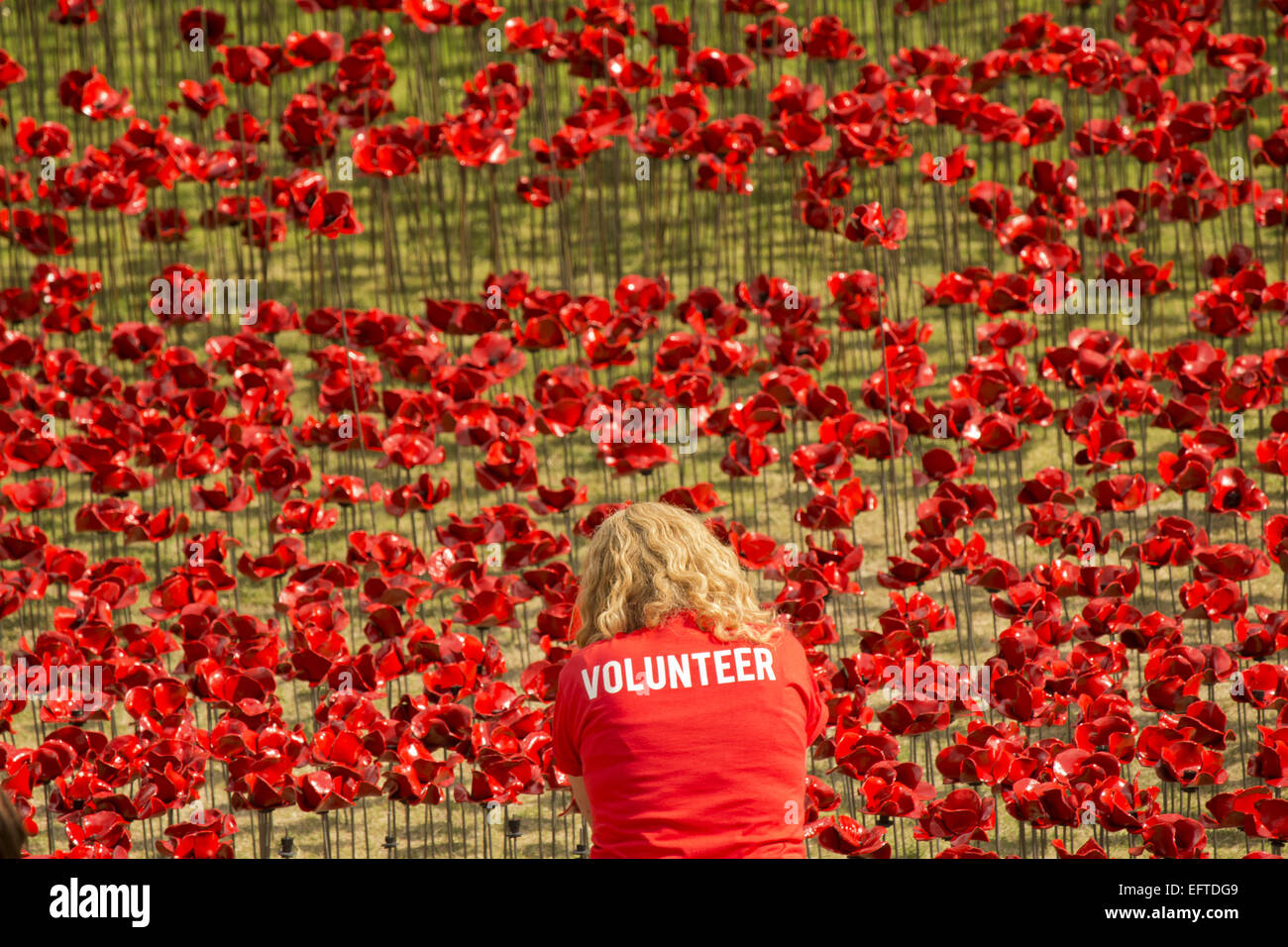 Allgemeine Ansichten einer Installation von Keramik-Künstler Paul Cummins mit dem Titel "Blut Mehrfrequenzdarstellung Länder und Meere of Red". Die Installation, die in den Tower of London vom 5. August bis zum 11. November ist, verfügt über Keramik Mohnblumen, darstellt die Leben Stockfoto