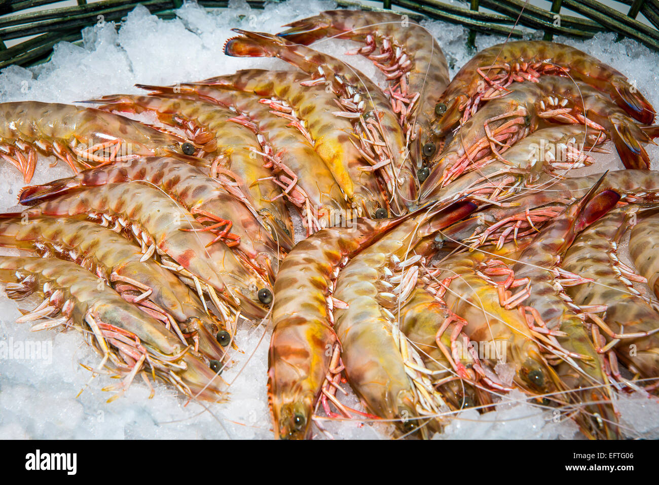 Italien, Marken, Ascoli Piceno, San Benedetto del Tronto, frischer Fisch der Adria, Garnelen. Stockfoto