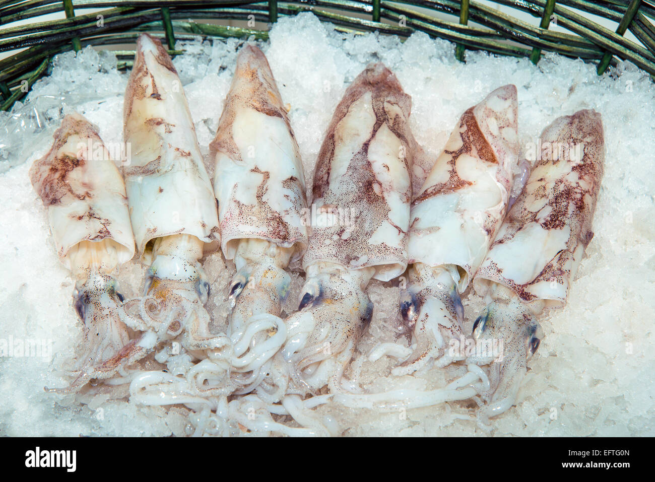 Marche, Ascoli Piceno, San Benedetto del Tronto, Italien, frischen Fisch der Adria, Tattler. Stockfoto