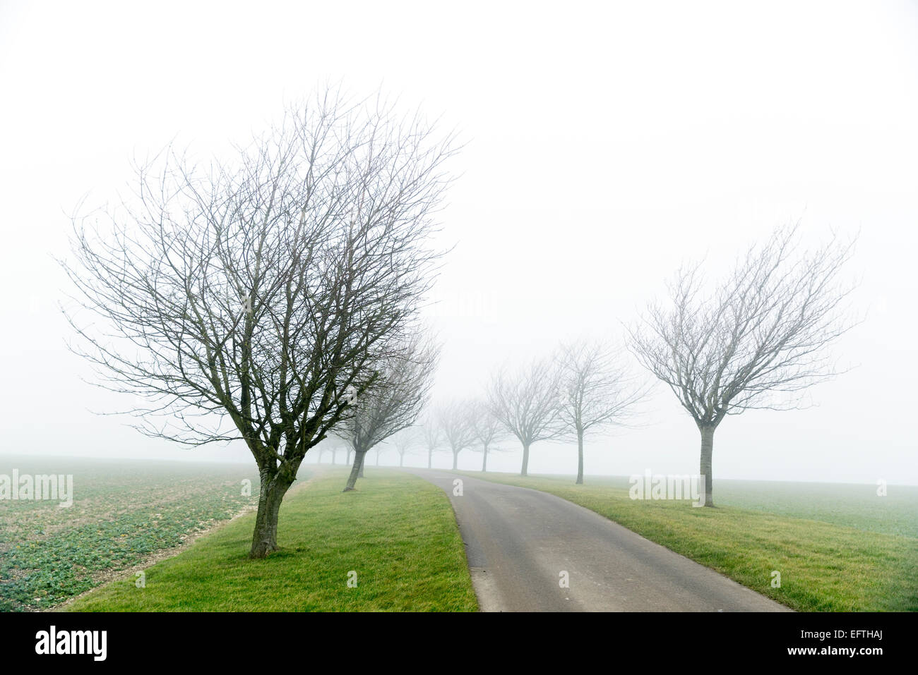 Kirschbäume im Huggate auf die Yorkshire Wolds mitten im Winter. Stockfoto