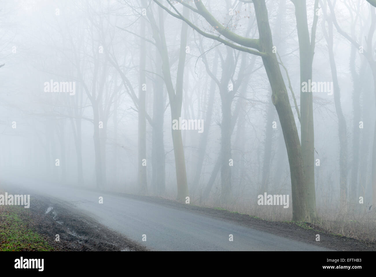 Buchenholz auf mit Treibmittel an Stirn auf die East Yorkshire Wolds, mitten im Winter. Stockfoto