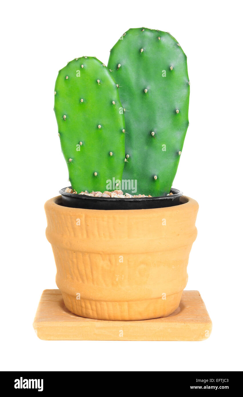 Kaktus (Opuntia) auf isolierte Hintergrund (Cereus Hexagonus Mühle) Stockfoto