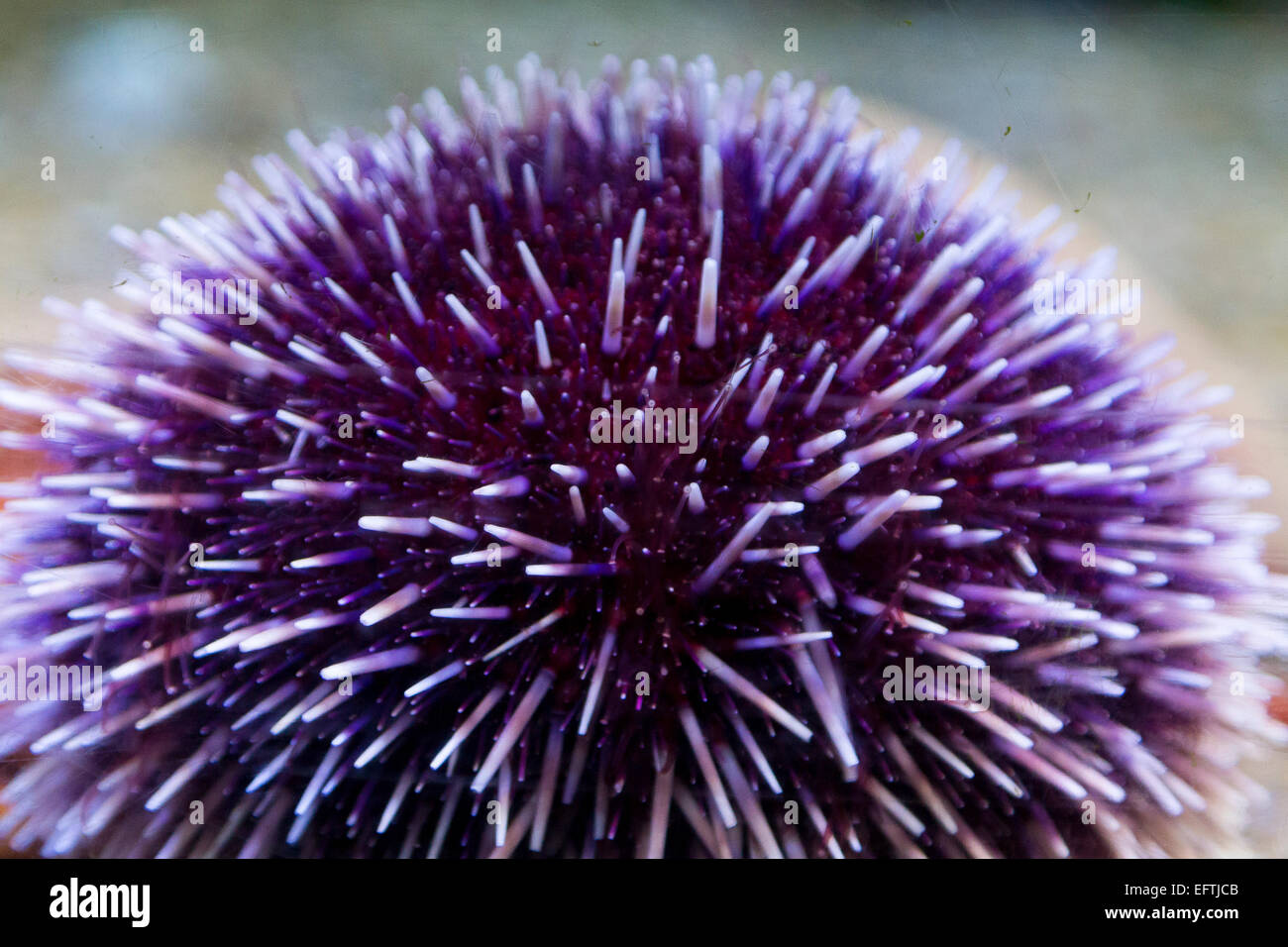 Seeigel im Aquarium. Stockfoto