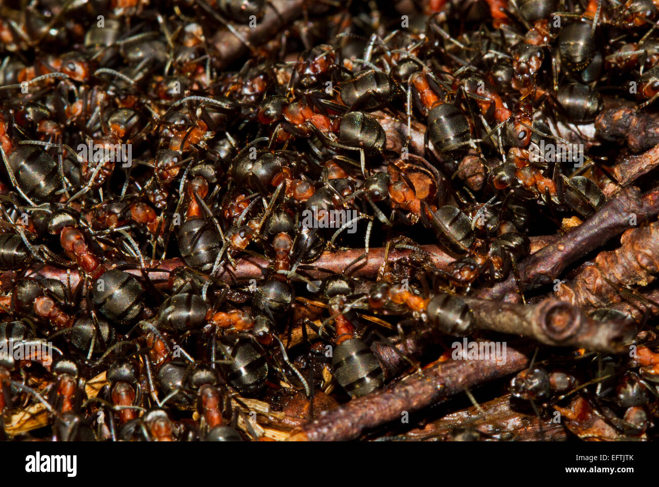 Kriechende insekten -Fotos und -Bildmaterial in hoher Auflsung  Alamy