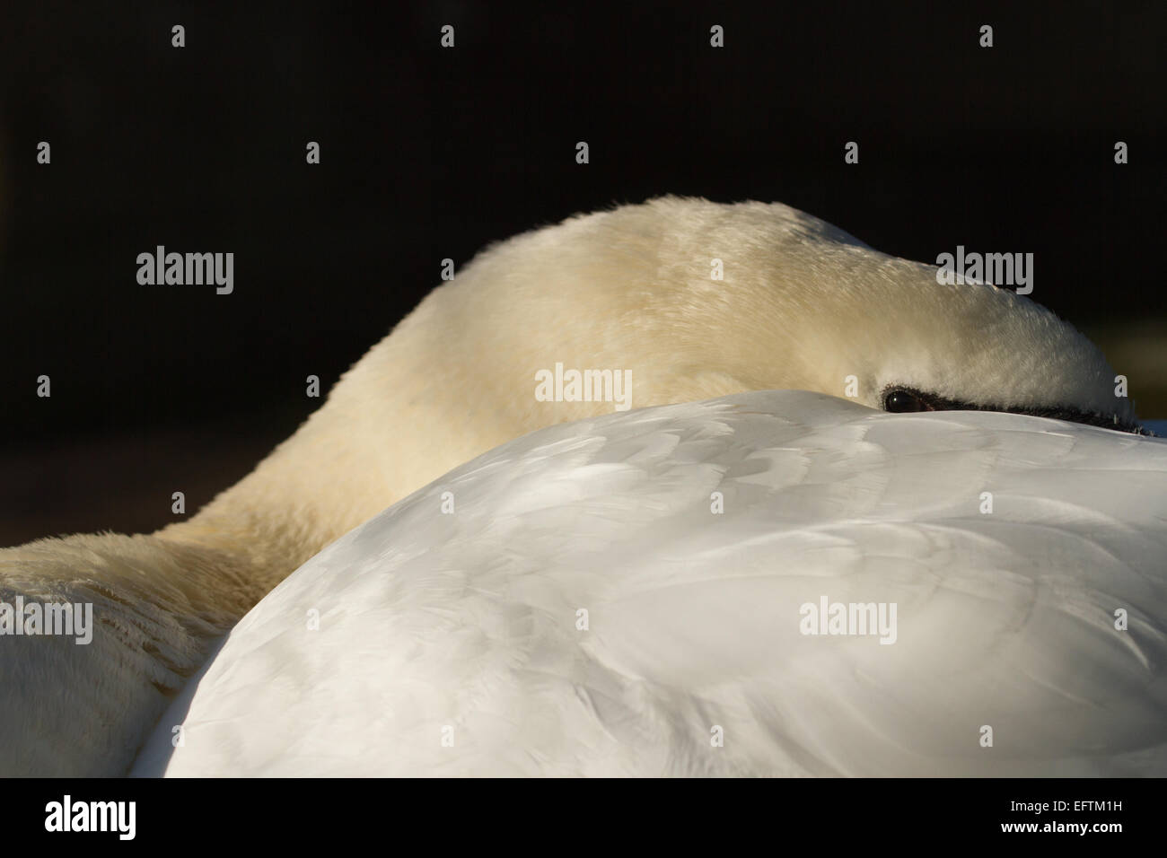 Höckerschwan (Cygnus Olor) ruhen mit Rechnung versteckt in Federn nur ein Auge, zeigt Stockfoto
