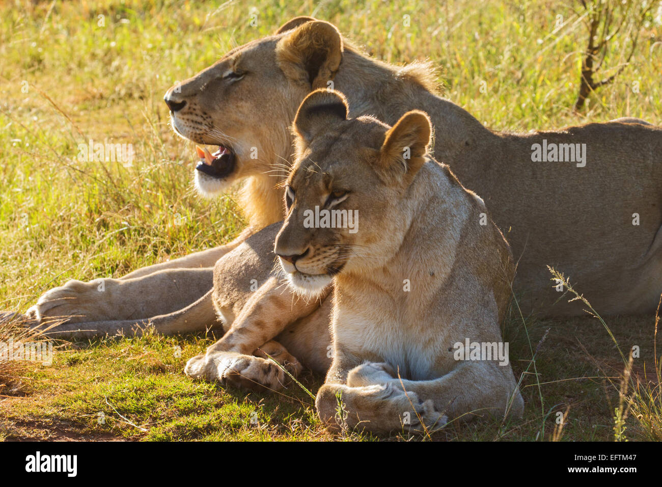 Löwen (Panthera Leo) in der Sonne aalen Stockfoto