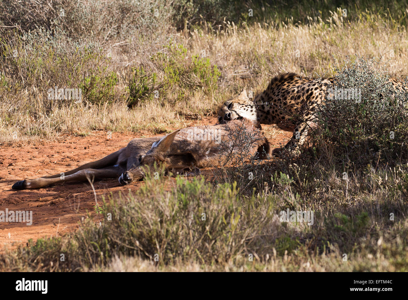 Der Gepard (Acinonyx Jubatus) ziehen weg seine Kill Stockfoto