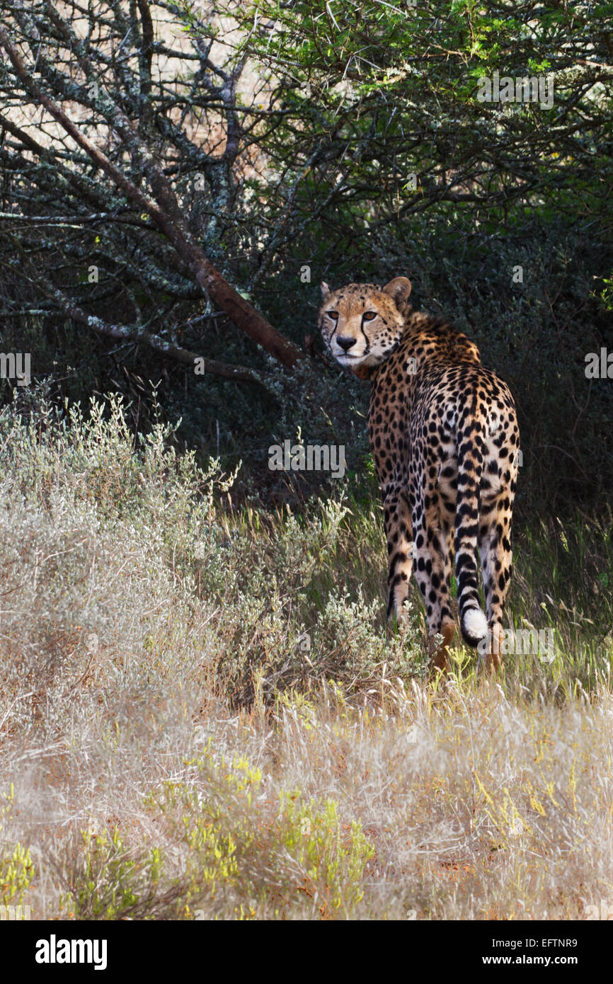 Der Gepard (Acinonyx Jubatus) Stockfoto