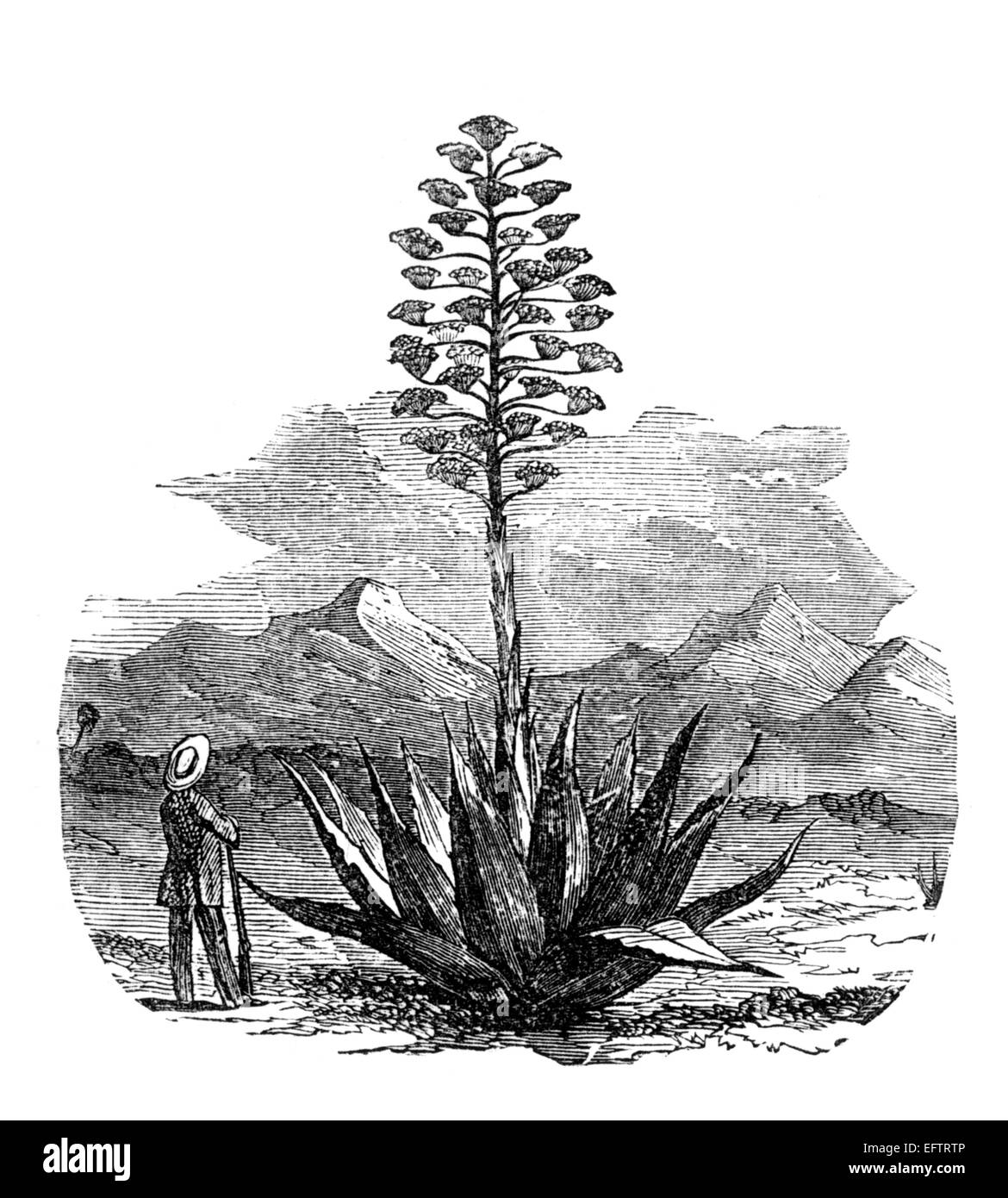 Viktorianische Gravur einer Agave-Pflanze. Digital restaurierten Bild aus einem Mitte des 19. Jahrhundert Enzyklopädie. Stockfoto