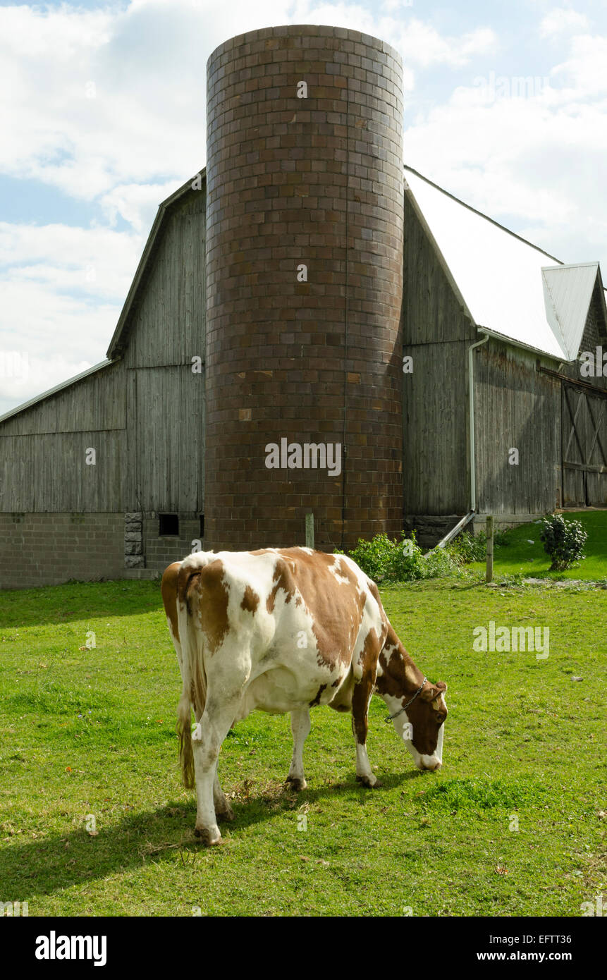 Guenrsey Kuh füttern auf Rasen mit Scheune im Hintergrund. Stockfoto