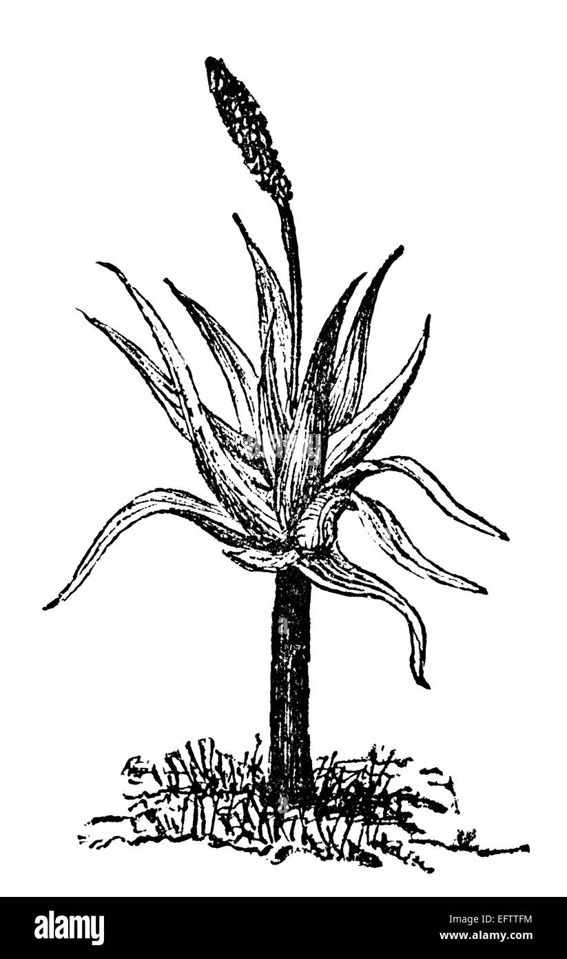 Viktorianische Gravur eine Aloe-Pflanze restauriert Digital Bild aus einem Mitte des 19. Jahrhundert Enzyklopädie. Stockfoto