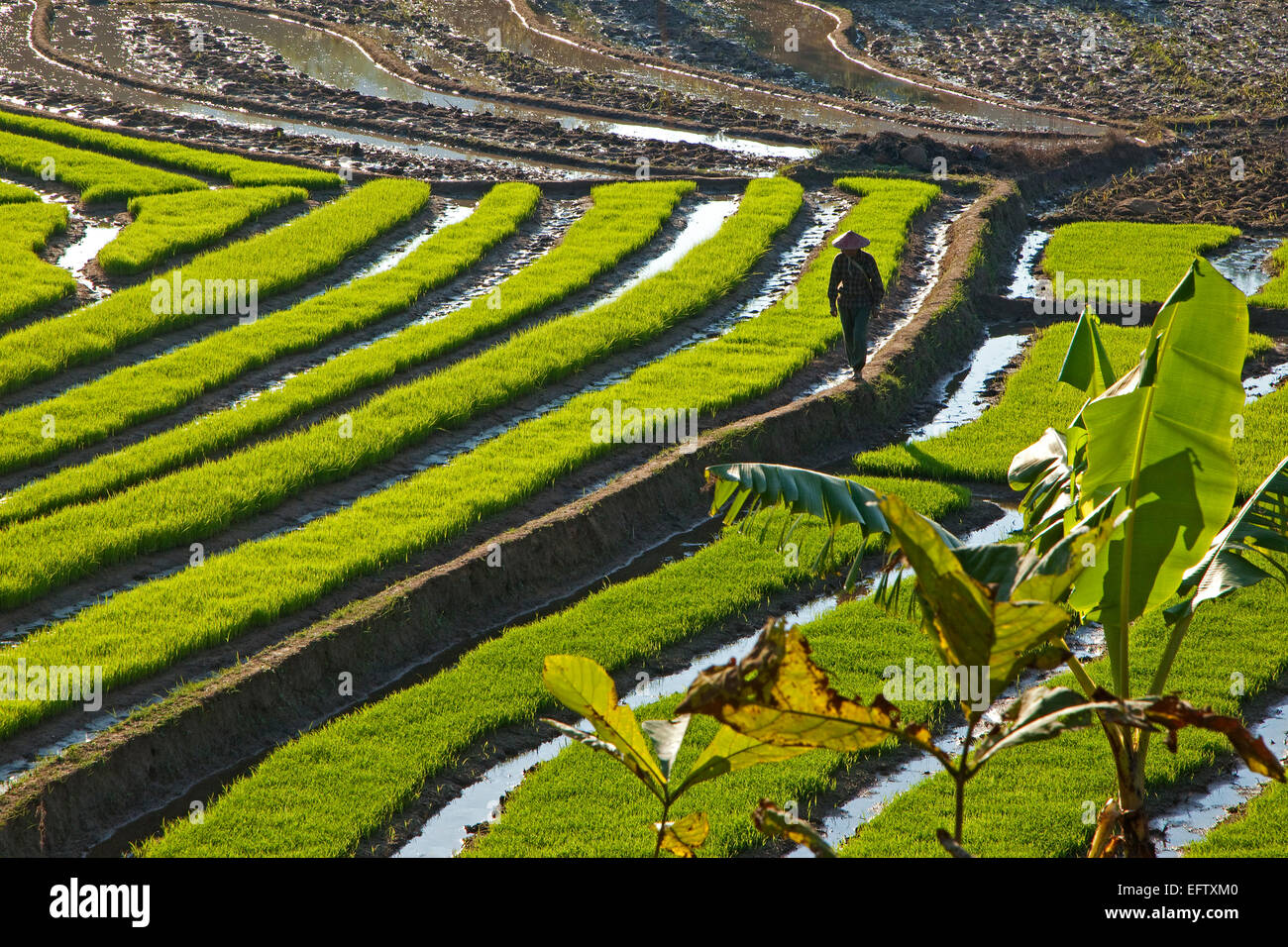 Burmesische Landwirt zu Fuß durch Paddy Reisfeld im Stadtteil Tachileik Shan State in Myanmar / Birma Stockfoto