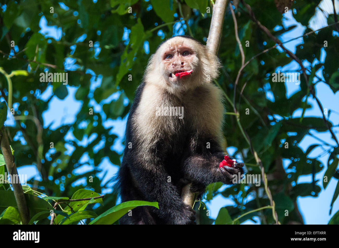 Weißen konfrontiert Affe naschen im Cahuita Nationalpark, Costa Reis. Stockfoto