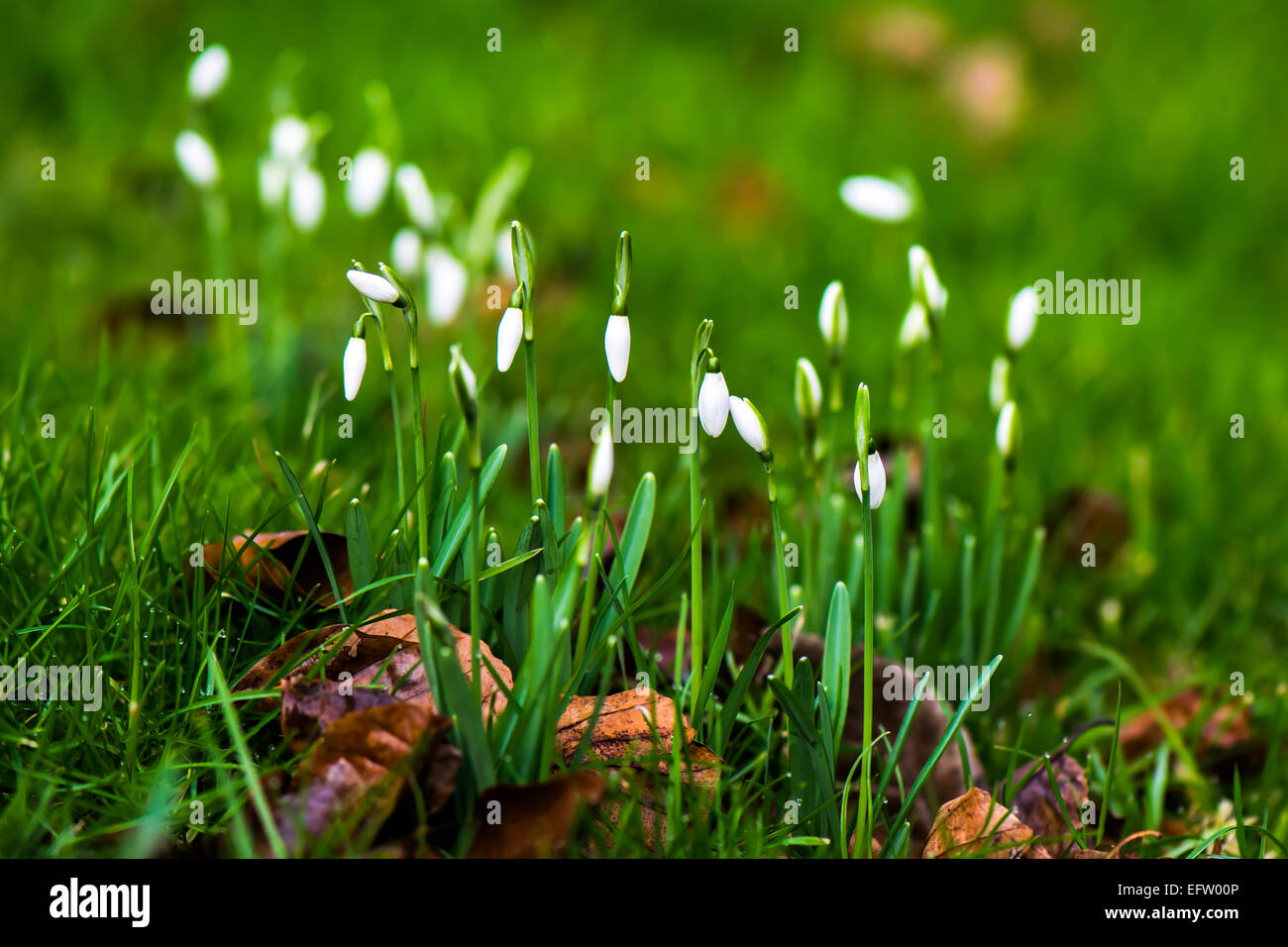 Schneeglöckchen im Garten. Der Frühling ist auf dem Weg. Stockfoto