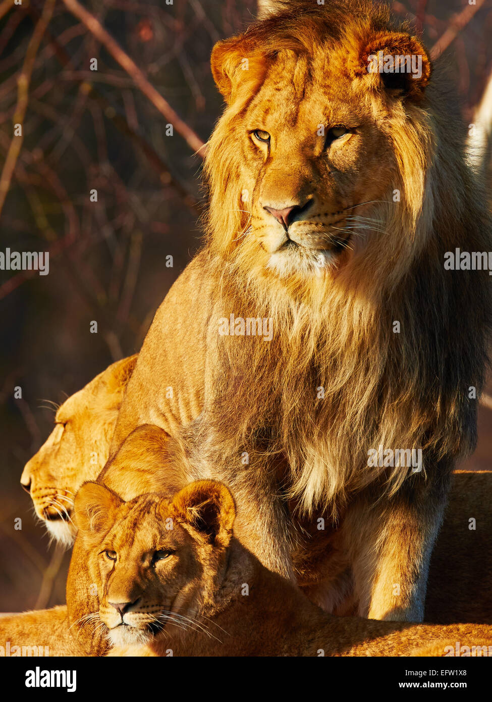 Drei Löwen nah beieinander in einem Wald Stockfoto