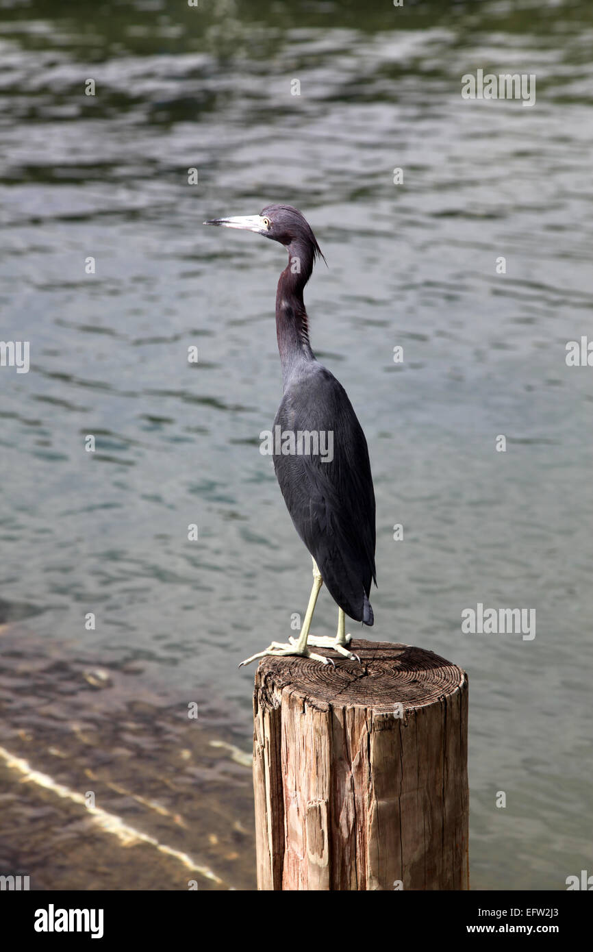 Ein wenig Graureiher auf der Suche nach der nächsten Mahlzeit in einem Hafen in der Karibik Stockfoto