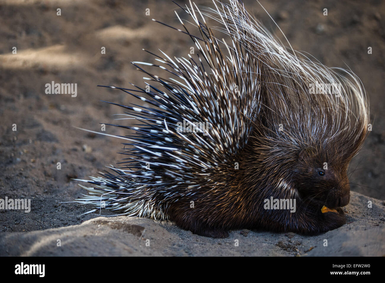 Stachelschwein (Hystricomorph Hystricidae) Stockfoto