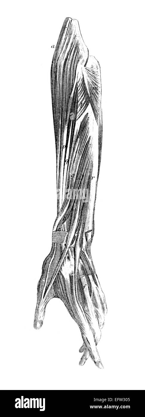 Viktorianische Gravur der Muskeln des menschlichen Arms. Digital restaurierten Bild aus einem Mitte des 19. Jahrhundert Enzyklopädie. Stockfoto