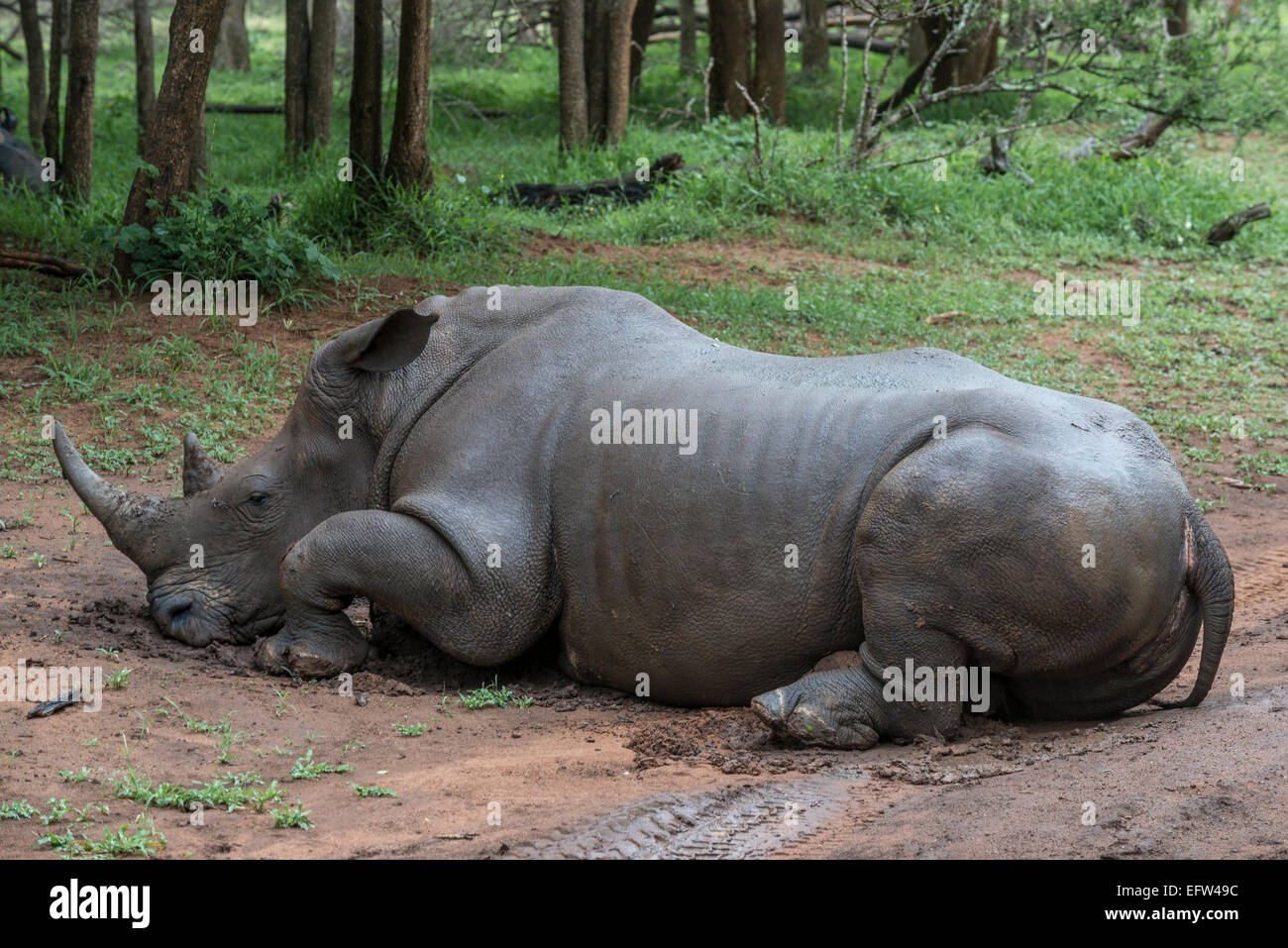 Ein Breitmaulnashorn (Ceratotherium Simum), liegen entlang einer Strecke im Hlane Royal National Park, Swasiland Stockfoto