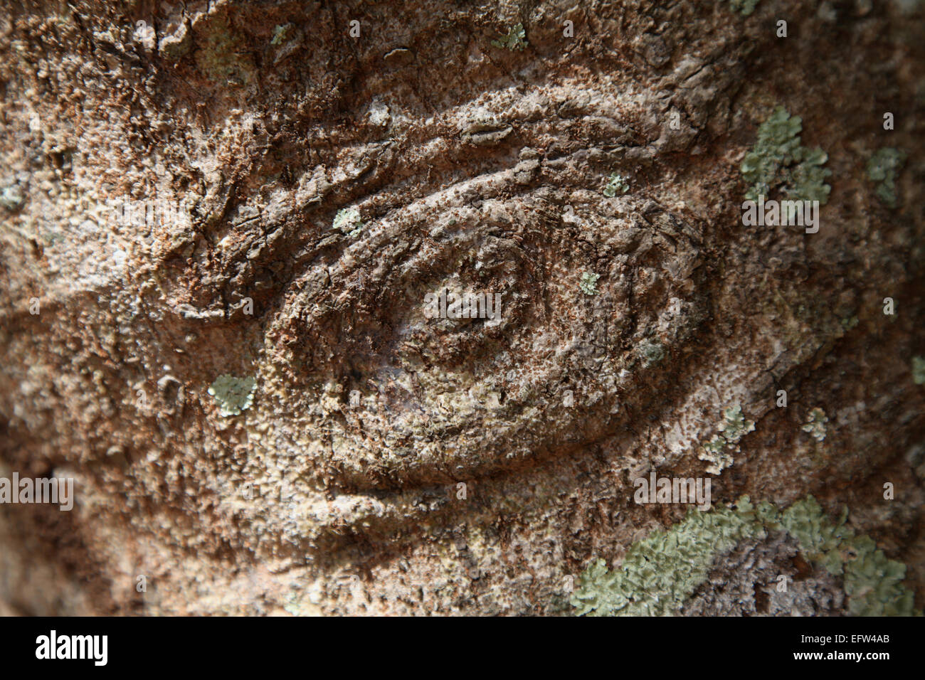 Eine Nahaufnahme von einem ungewöhnlichen Rinde an einem karibischen Baum Stockfoto