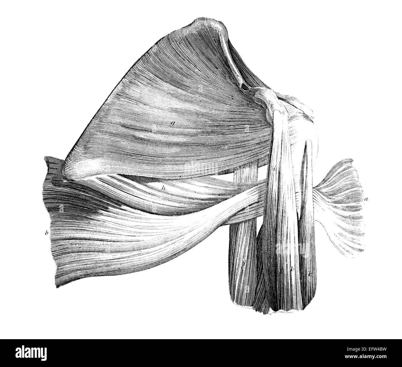 Viktorianische Gravur der Muskeln des menschlichen Schulter. Digital restaurierten Bild aus einem Mitte des 19. Jahrhundert Enzyklopädie. Stockfoto