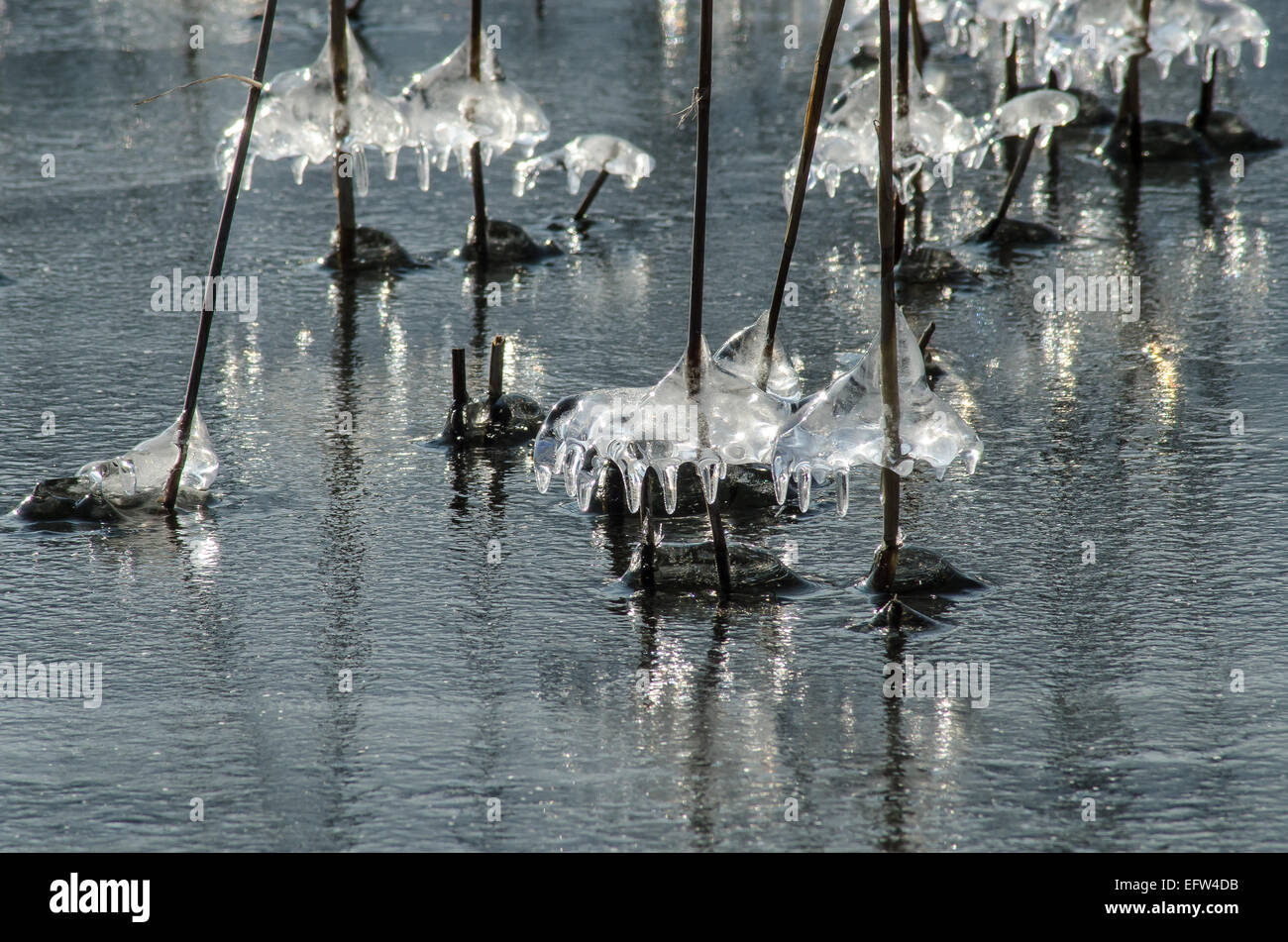 Das Wasser, das auf den Schilfschäften am Tegernseeufer läuft, bildet unglaubliche Eismuster, die in der Sonne glitzern Stockfoto