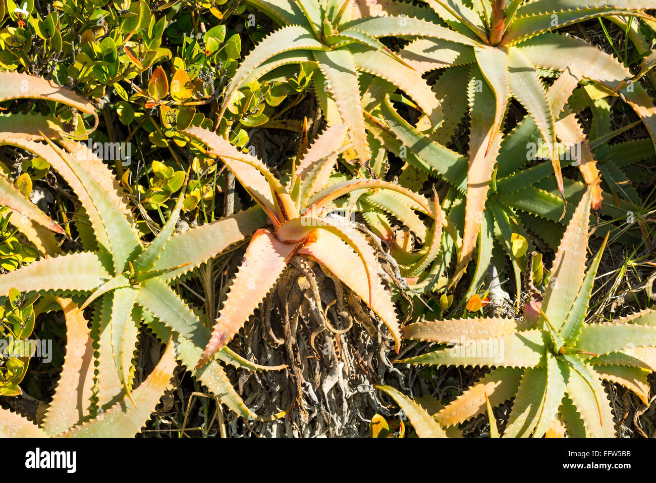 Ein Beet voller Kräuter Aloe Vera Kaktus Sukkulenten an sonnigen, hellen Tag. Stockfoto
