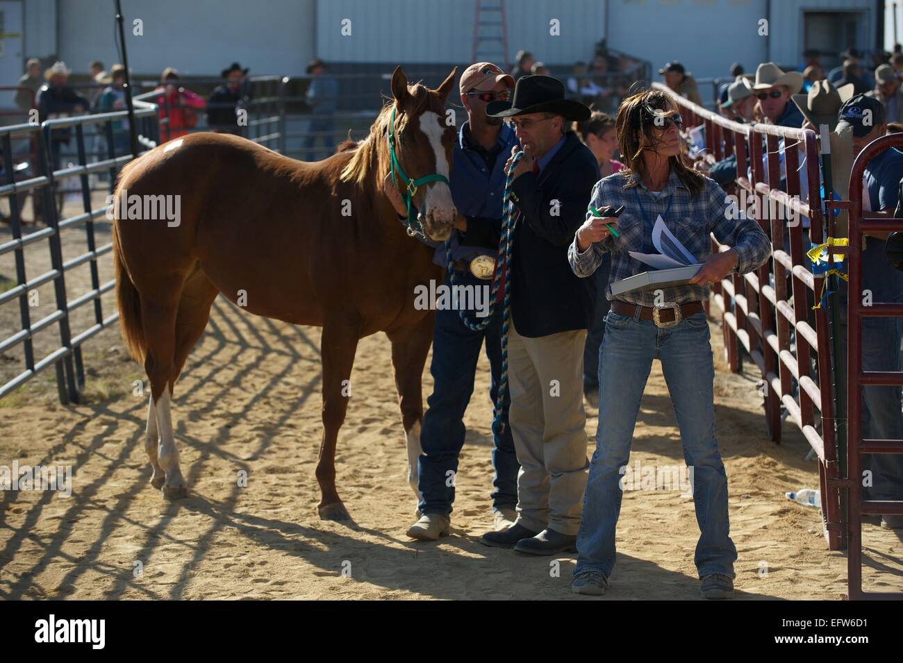 Auktionatoren während einer US-Marshals Auktion von mehr als 300 Quarter Horses und Pferd-Ausrüstungen Zugehörigkeit zu Rita Crundwell, die $ 53 Millionen von der Stadt Dixon 23. September 2012 in Dixon IL Veruntreuung angeklagt worden. Stockfoto