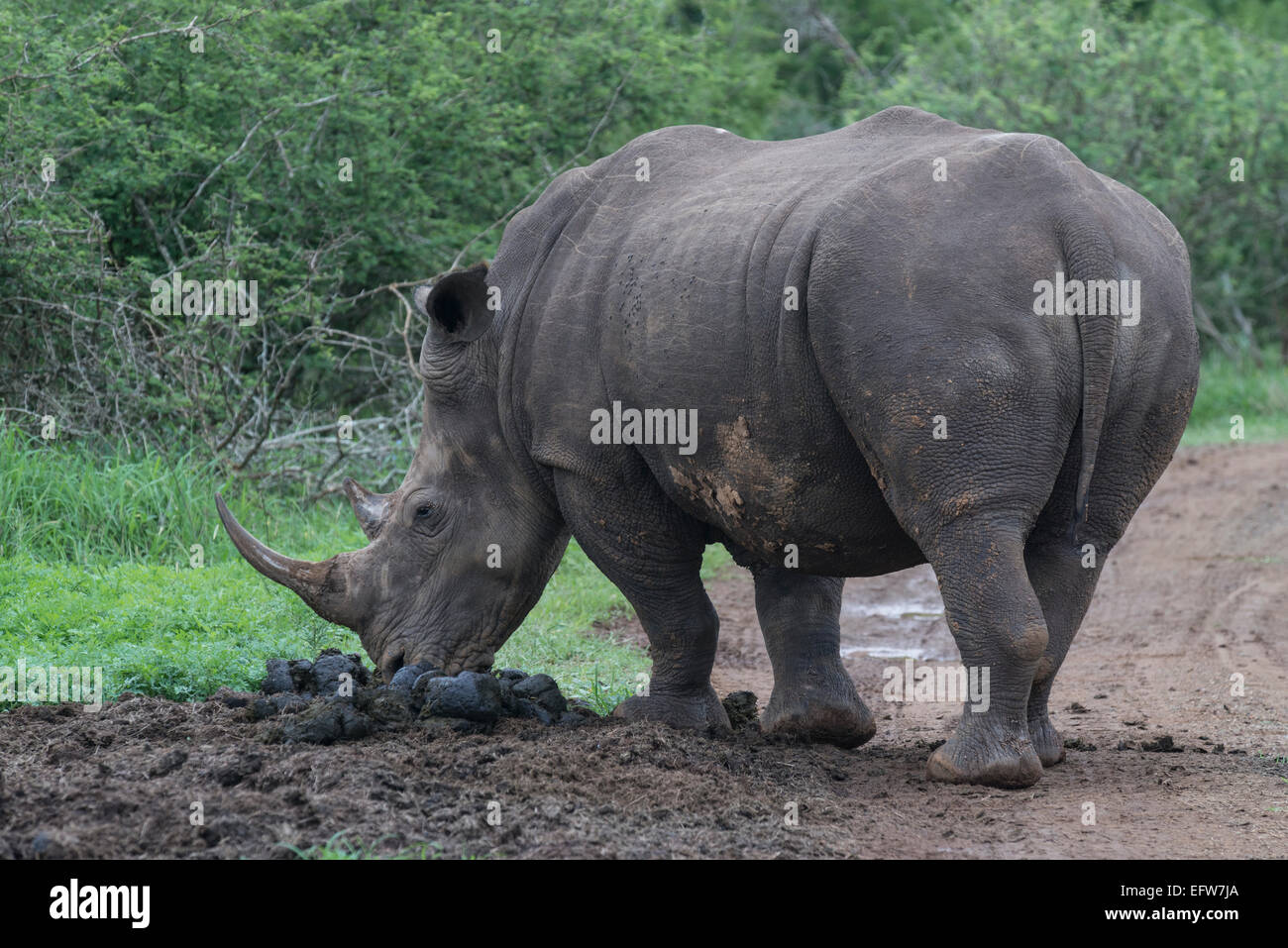 Breitmaulnashorn (Ceratotherium Simum) schnaufend einen Kot-Haufen, Hlane Royal National Park, Swasiland Stockfoto