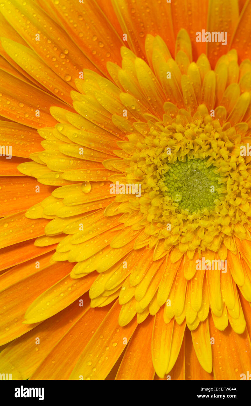 Nahaufnahme einer gelben Gerbera-Blume, mit Wassertropfen. Stockfoto