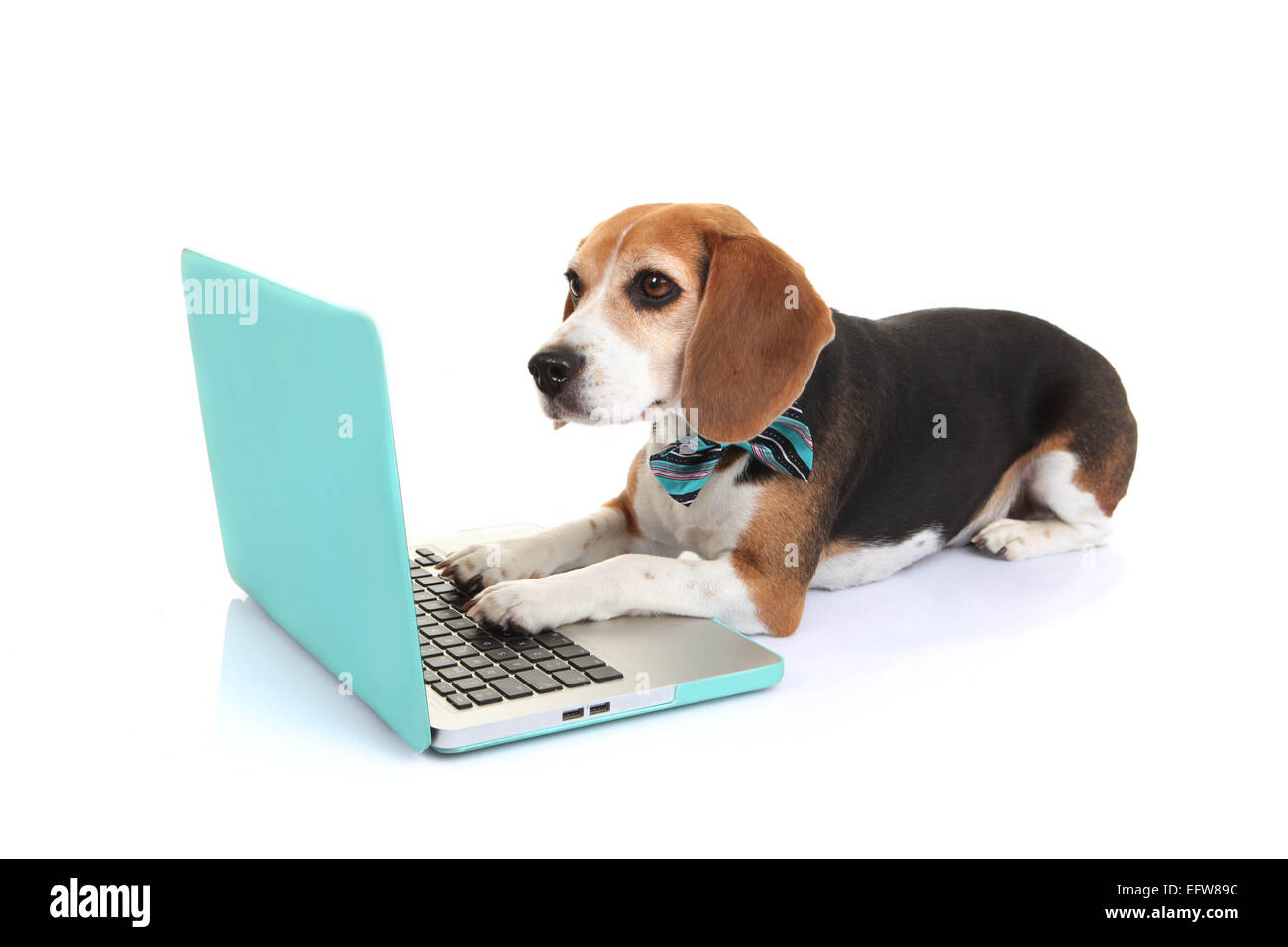 Business Konzept intelligenter Haustier Hund mit Laptop-computer Stockfoto