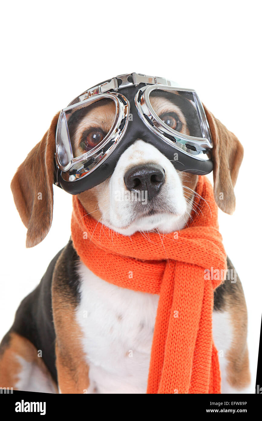 Beagle Hund fliegenden Brille oder Schutzbrille tragen Stockfotografie -  Alamy