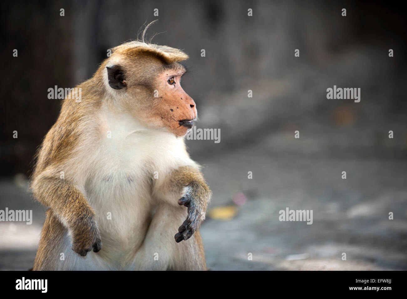 Seite Gesicht Porträt eines Makaken-Affen. Stockfoto