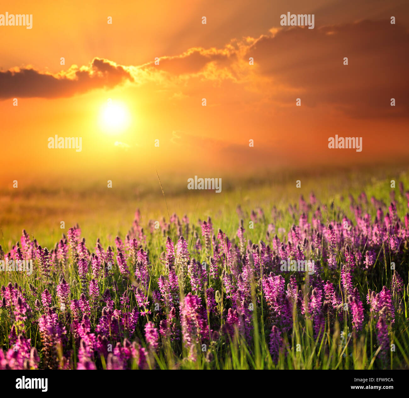 Atemberaubende Landschaft mit Lavendelfeld bei Sonnenaufgang Stockfoto