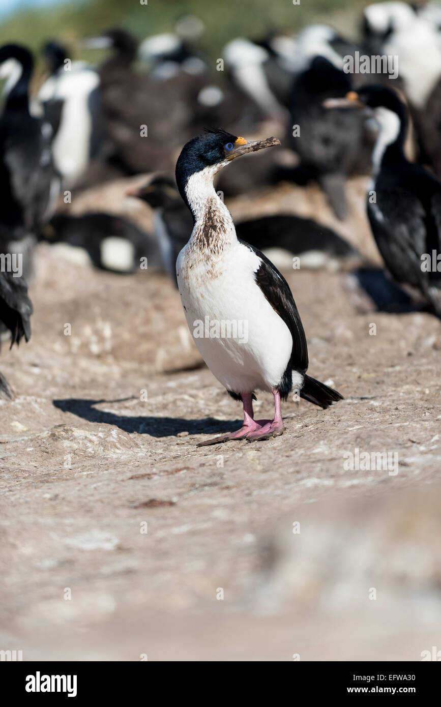 Antarktis Blue eyed Shag, König Kormoran (Phalacrocorax Bransfieldensis), New Island, Falkland Stockfoto