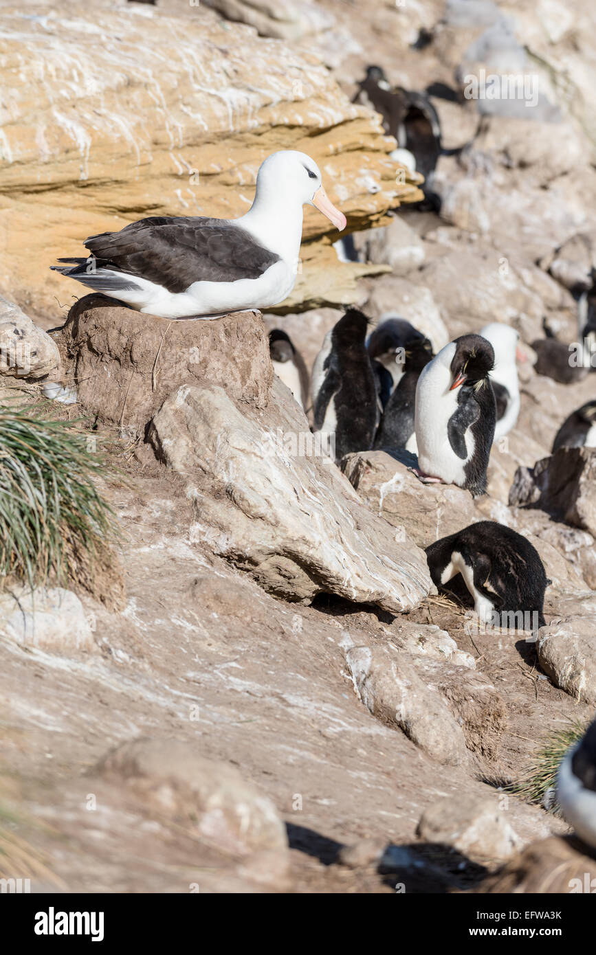 Schwarze Augenbrauen Albatros am Nest, New Island, Falkland-Inseln, mit Rockhopper penguins Stockfoto